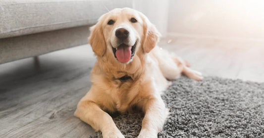 Understanding Dog Behavior: What Your Dog Is Really Trying to Tell You