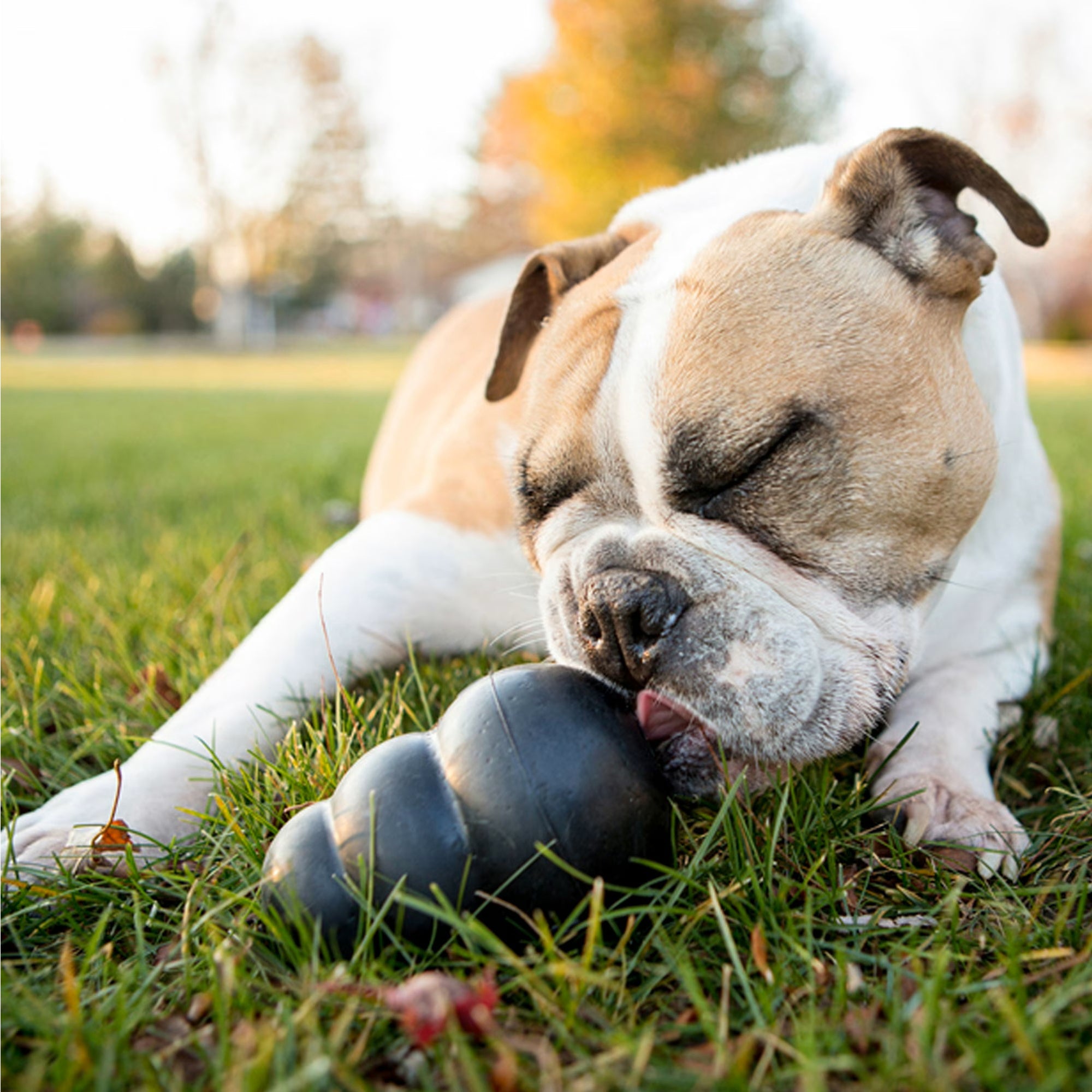 KONG Classic Rubber Extreme Dog Toy for Power Chewers
