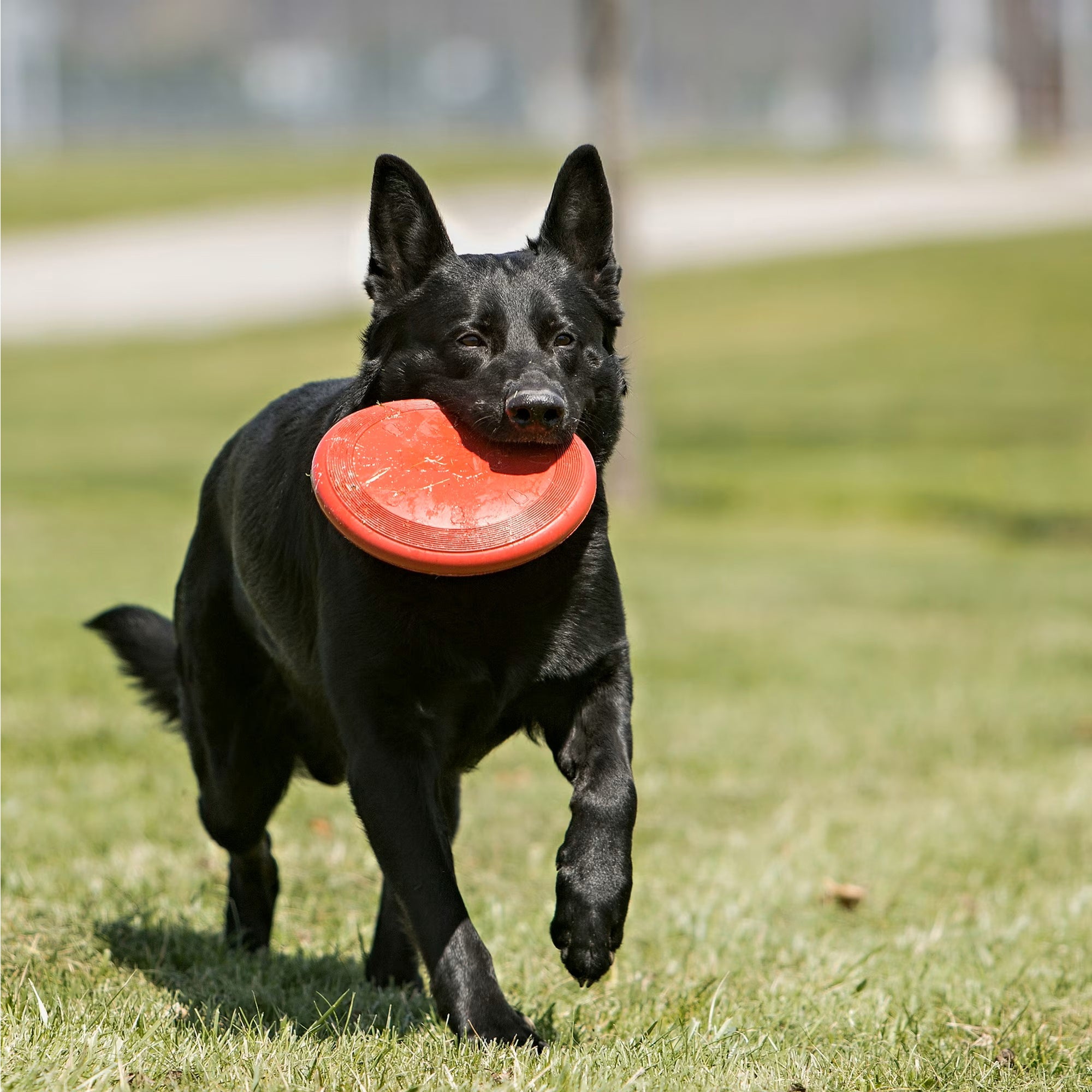 KONG Classic Flyer Soft Catch Dog Toy