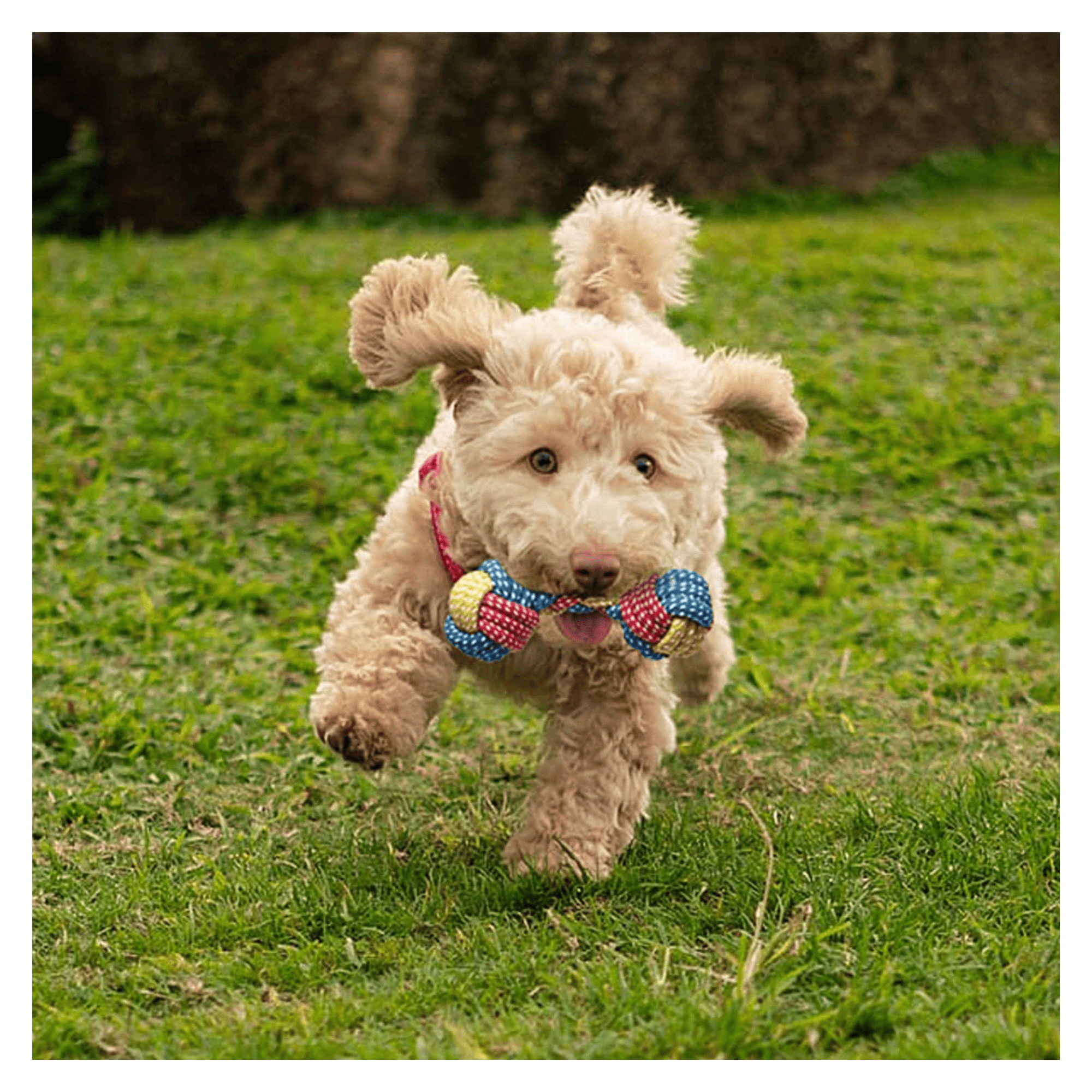 7 Pack Small Dog Toys Set Puppy Teething Chew Rope & Squeaky Toys