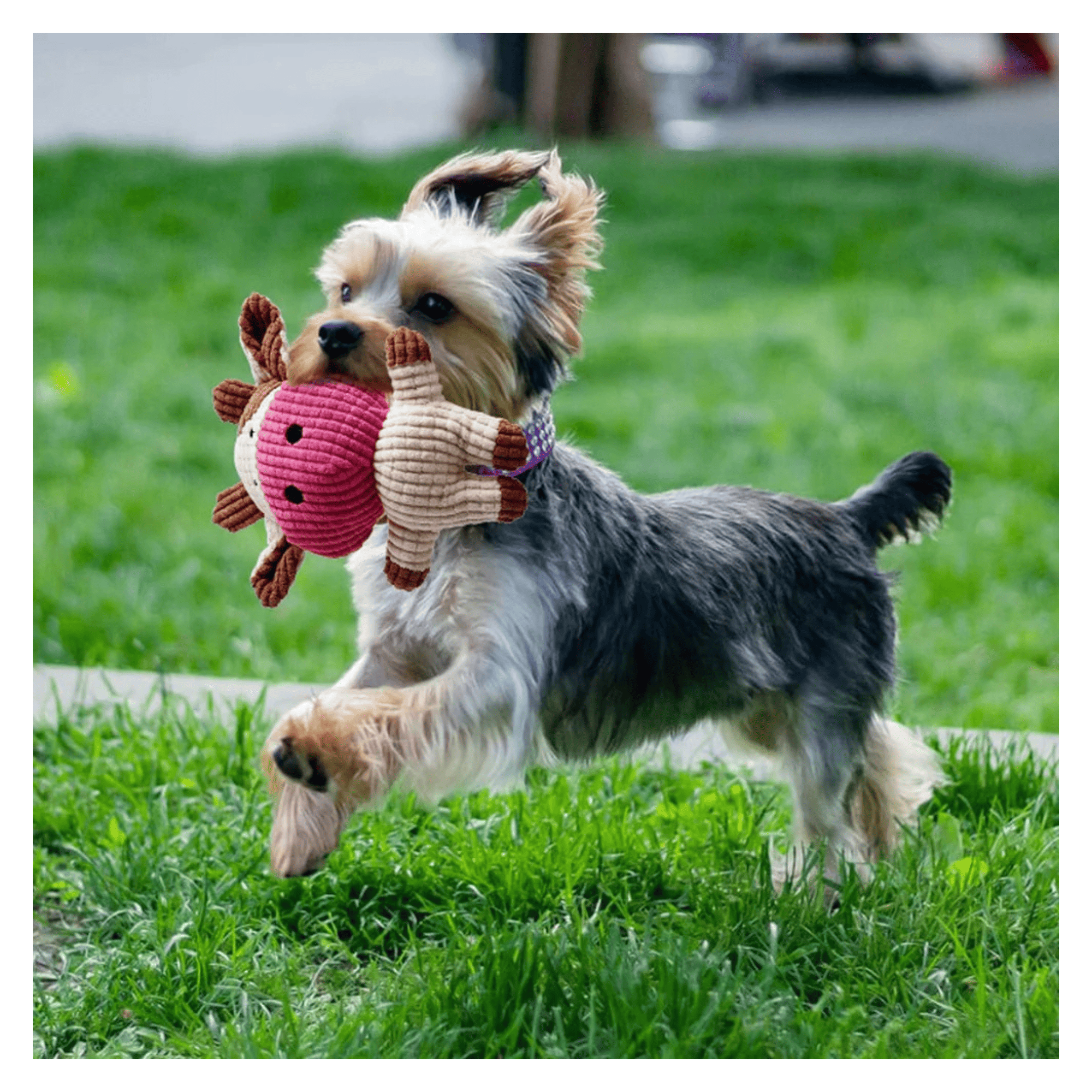 7 Pack Small Dog Toys Set Puppy Teething Chew Rope & Squeaky Toys