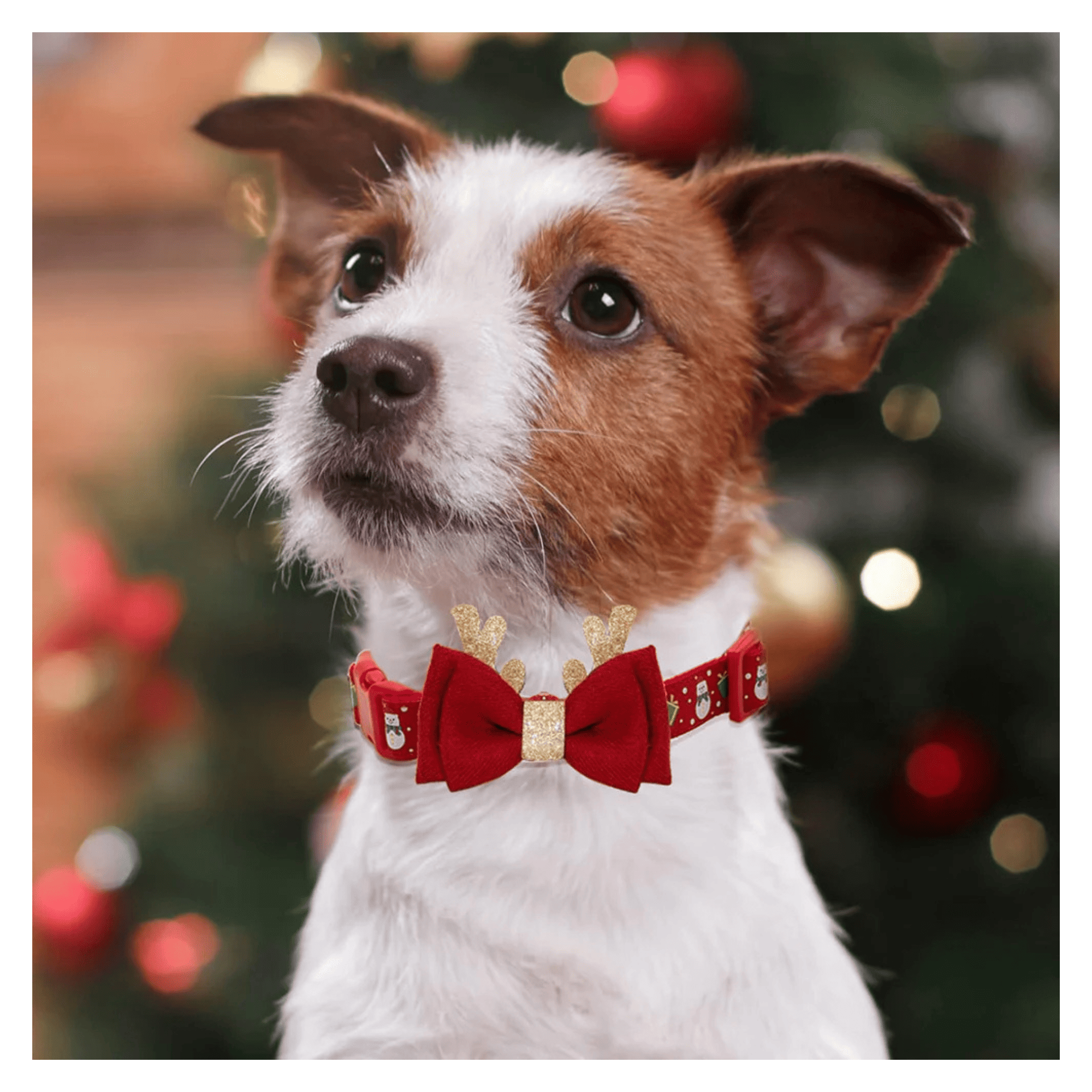 Red dog collar with Christmas-themed design and two red bow ties with gold accents.