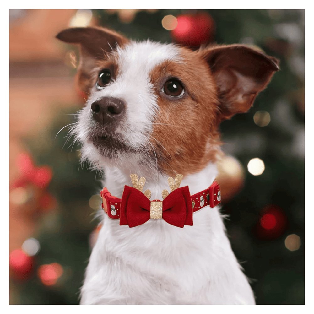 Red dog collar with Christmas-themed design and two red bow ties with gold accents.