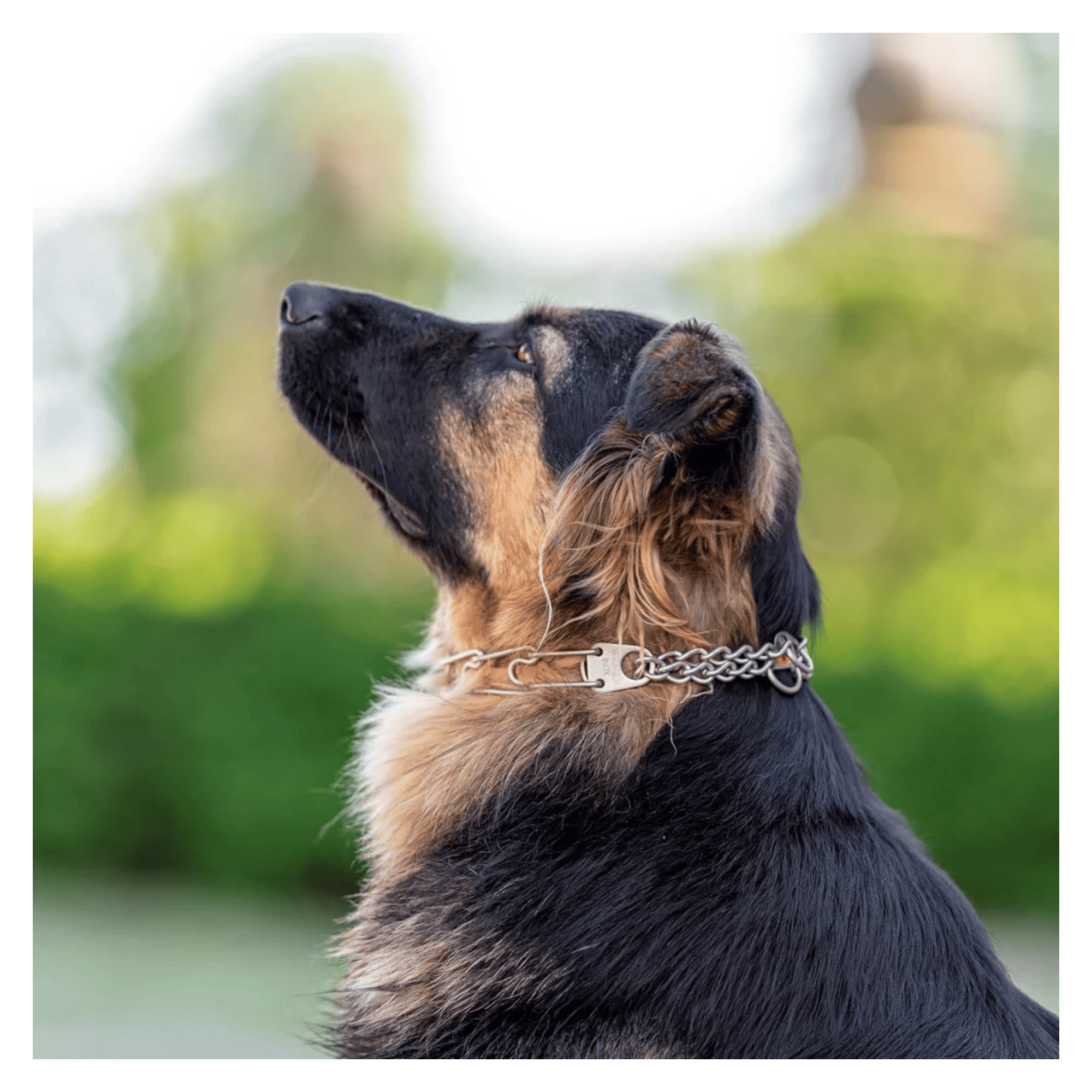 Matte Stainless Steel Dog Training Collar with Swivel D-Ring Scratch Resistant