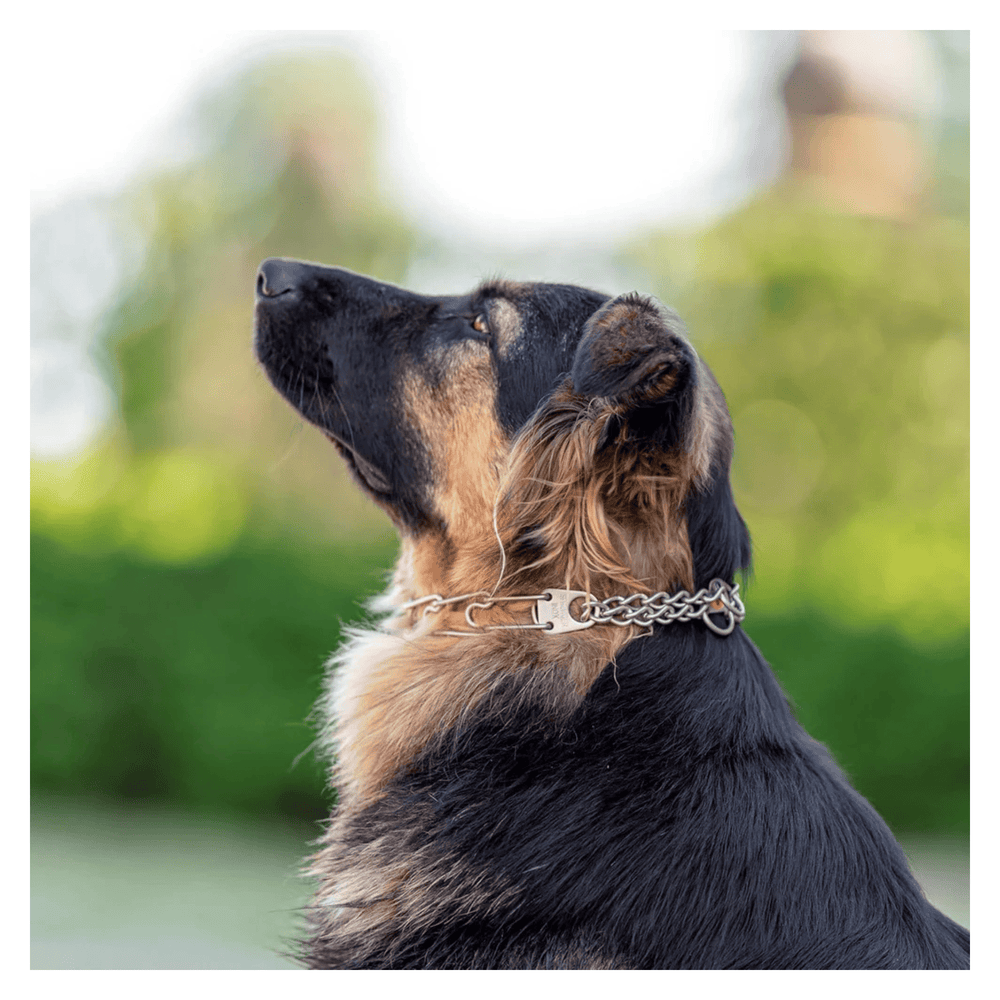 Matte Stainless Steel Dog Training Collar with Swivel D-Ring Scratch Resistant