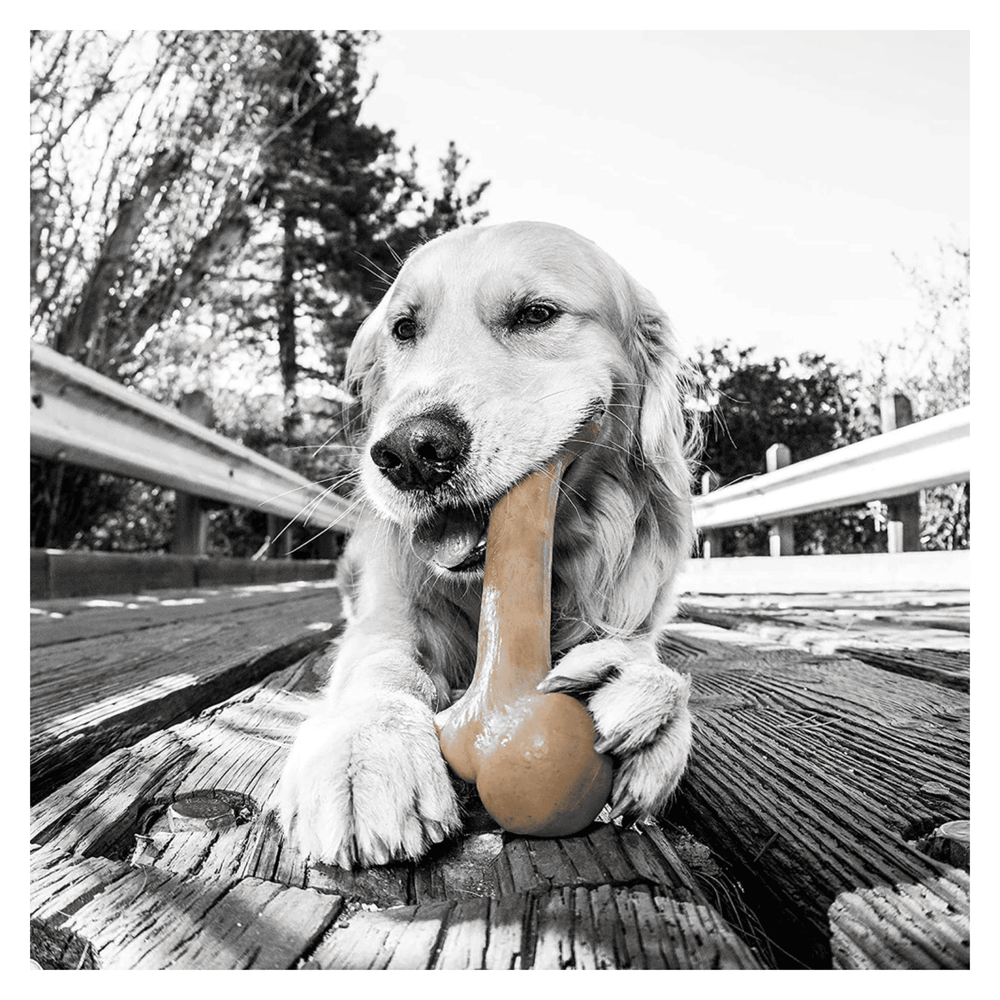 Dinosaur BarkBone Nylon Dog Chew Toy Bacon Flavor for Aggressive Chewers 8.5"