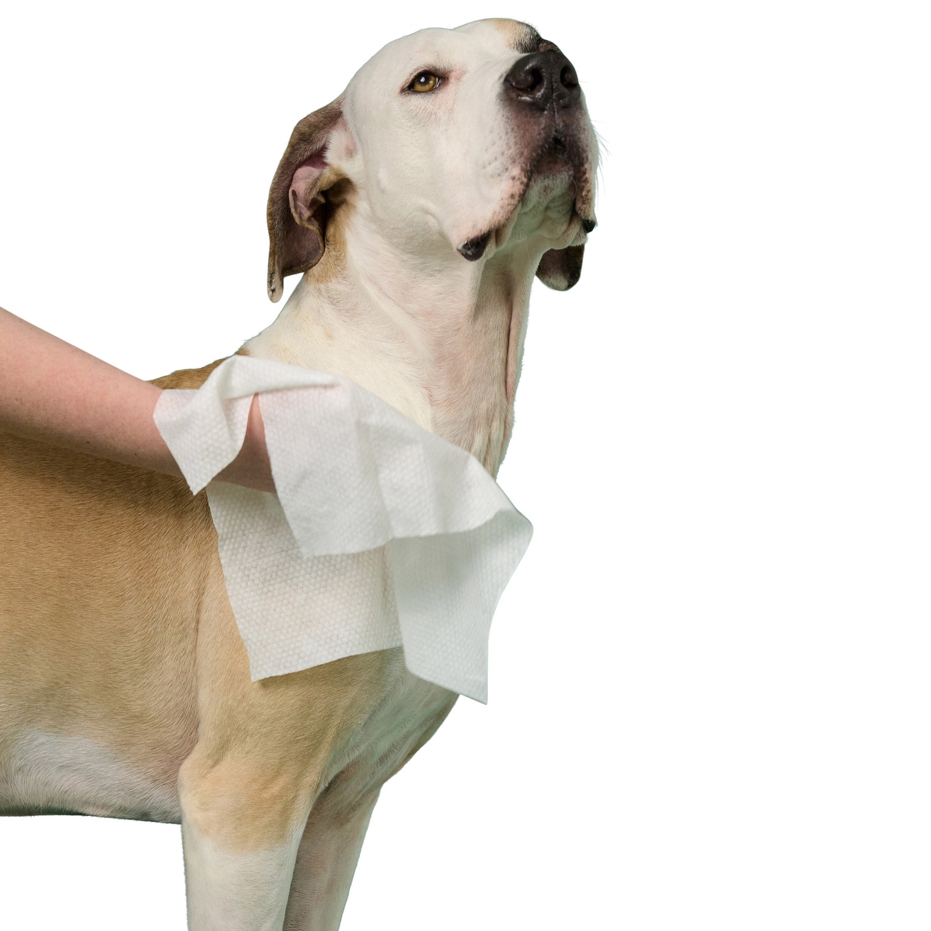Earth Rated XL Hypoallergenic Pet Wipes - Pack of 3